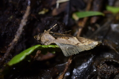 Atomotricha isogama