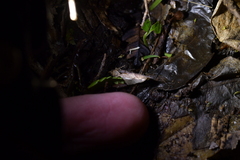Atomotricha isogama