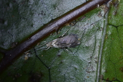 Thylacosceles radians