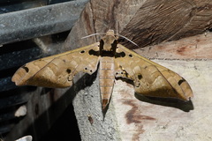 Adhemarius tigrina