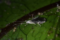 Thylacosceles radians