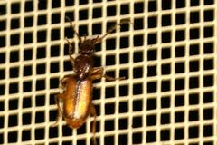 Polistichus connexus