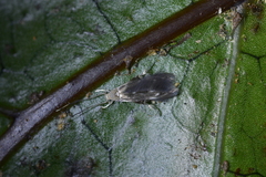 Thylacosceles radians