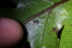 Thylacosceles radians