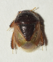 Byrsinus albipennis