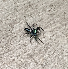 Cosmophasis thalassina