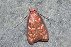 Himmacia