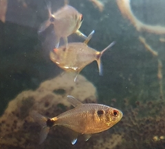 Hemigrammus ocellifer