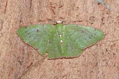 Lissochlora albociliaria
