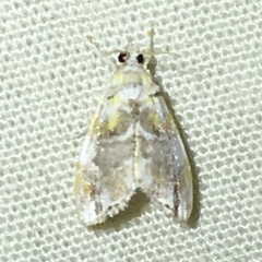 Glaphyria basiflavalis