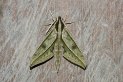 Xylophanes docilis