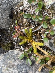 Lignocarpa