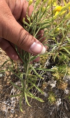 Senecio spartioides granularis