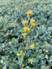 Solidago macrophylla