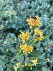 Solidago macrophylla