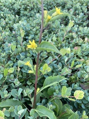 Solidago macrophylla