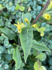 Solidago macrophylla