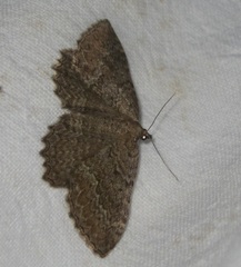 Philereme vetulata
