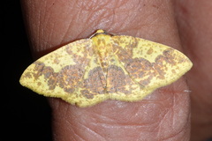 Melinodes fulvitincta