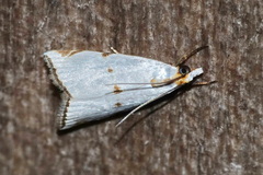 Argyria lacteella