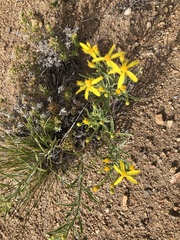 Senecio spartioides granularis