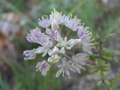 Allium denudatum