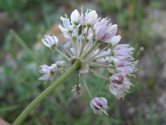 Allium denudatum
