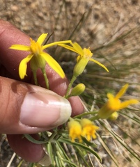 Senecio spartioides granularis