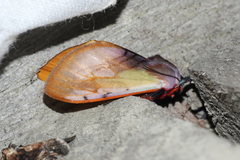 Palaeomolis purpurascens