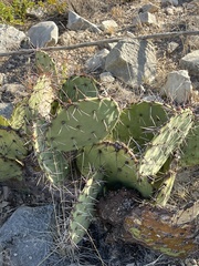 Opuntia dulcis