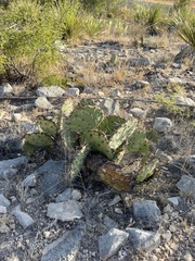 Opuntia dulcis
