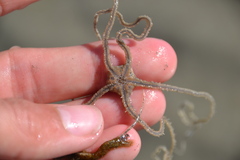 Acrocnida spatulispina