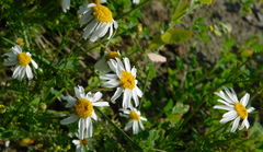 Tripleurospermum inodorum