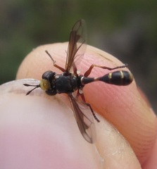 Physocephala vittata