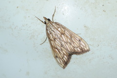Chilochromopsis sceletogramma