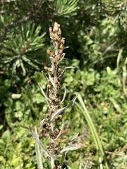 Omalotheca norvegica