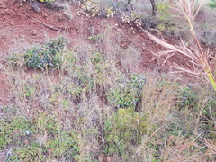 Blepharis subvolubilis