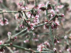 Eriogonum cernuum
