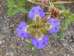 Blepharis subvolubilis