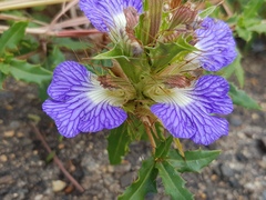 Blepharis subvolubilis