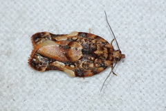 Argyrotaenia citharexylana