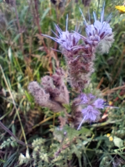 Phacelia tanacetifolia