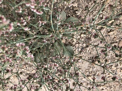 Eriogonum cernuum
