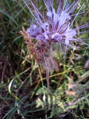 Phacelia tanacetifolia