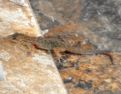 Phyllodactylus tuberculosus