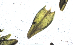 Didymodon subandreaeoides