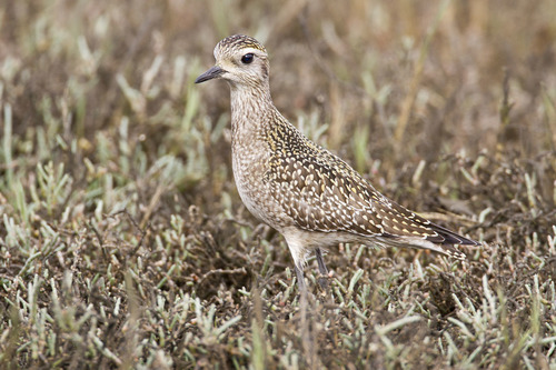 American Golden-Plover