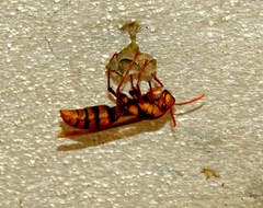 Polistes carnifex carnifex