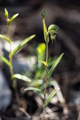 Pterostylis sargentii