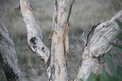 Melaleuca cajuputi cumingiana